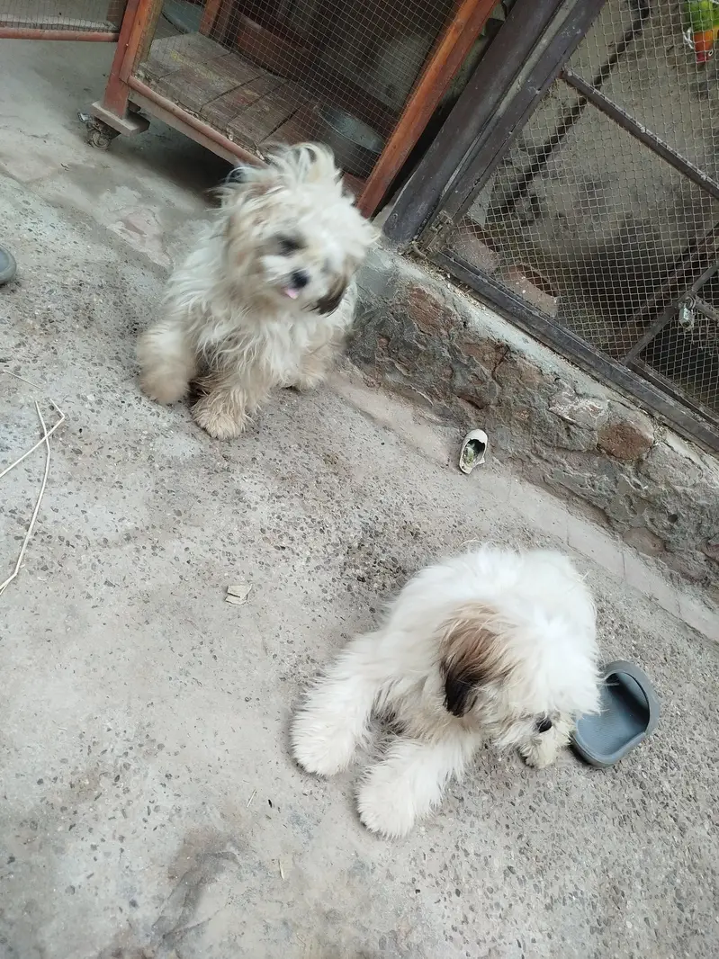 3 shihtzu for sale — photo 5