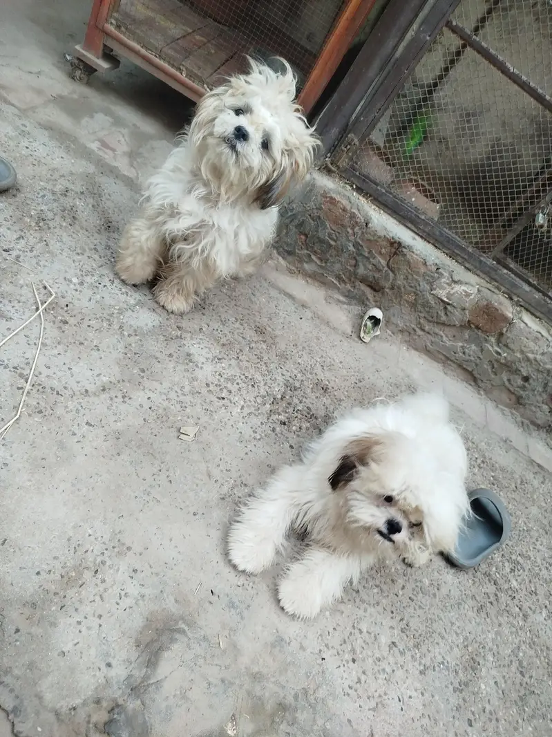 3 shihtzu for sale — photo 6