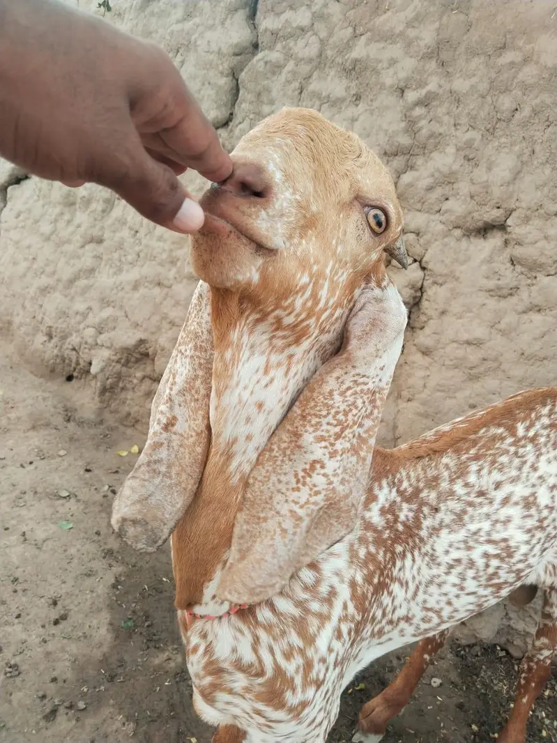 desi Bakra for Sale Mashallah — photo 3