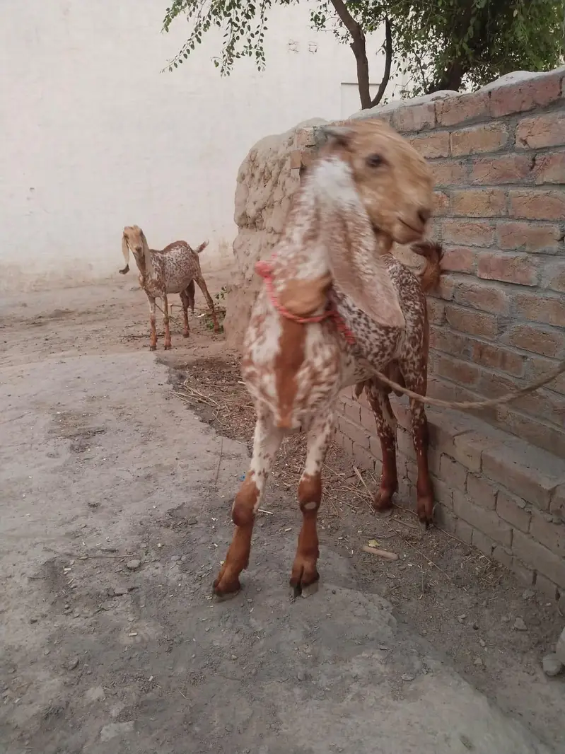 desi Bakra for Sale