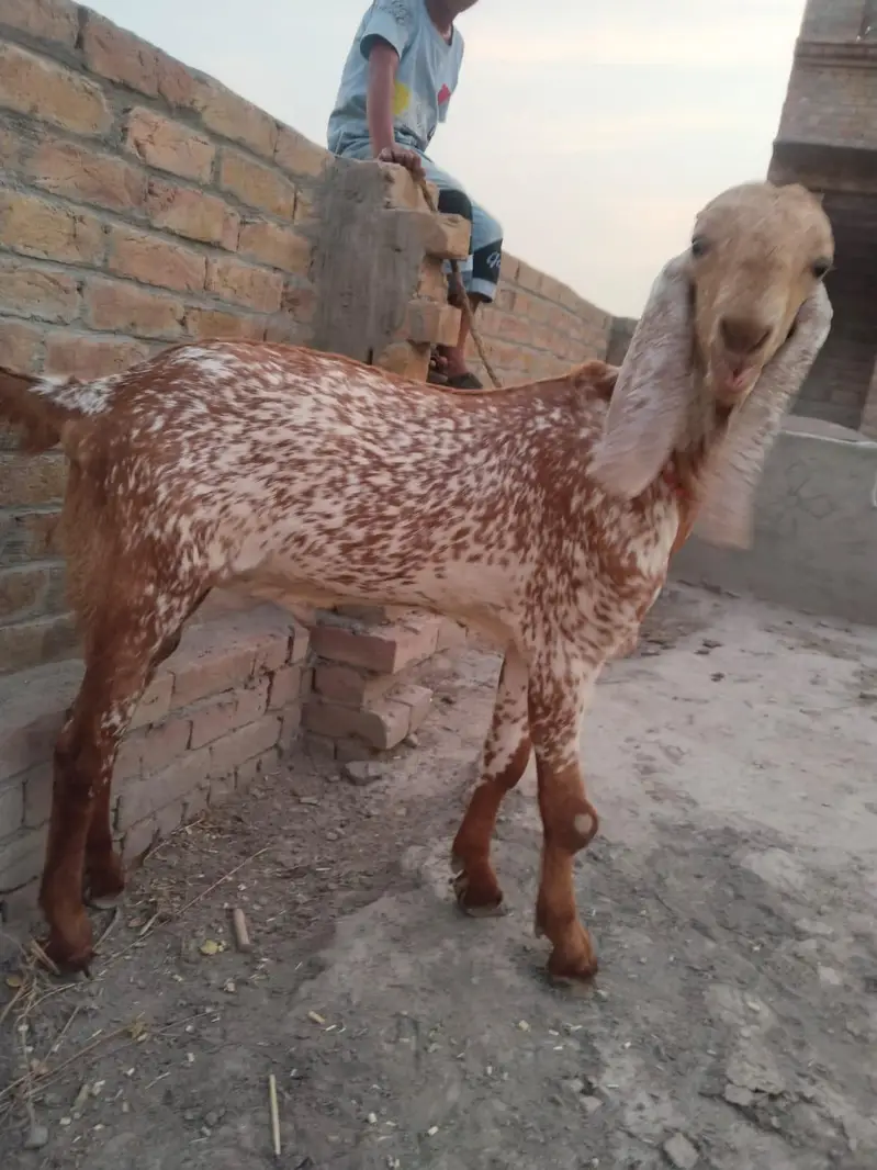 desi Bakra for Sale — photo 2
