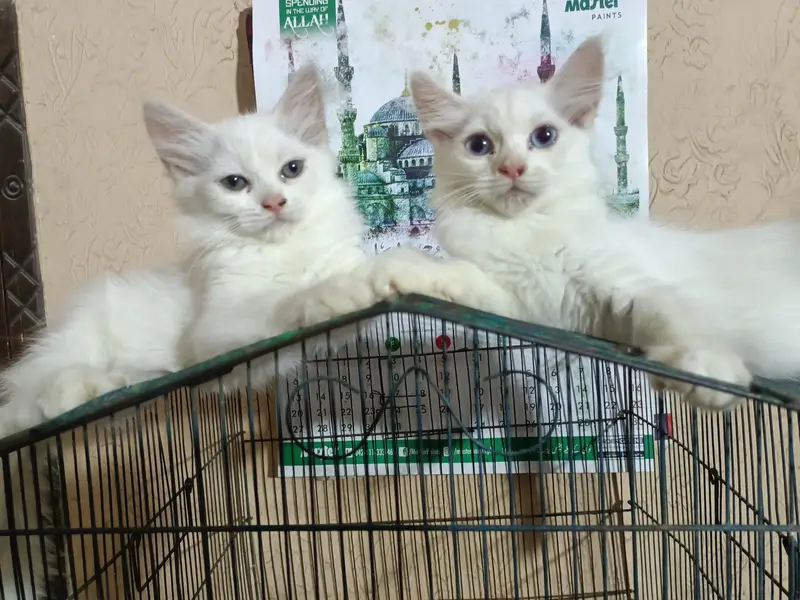 White persian cat (3 female) double coated colored eyes