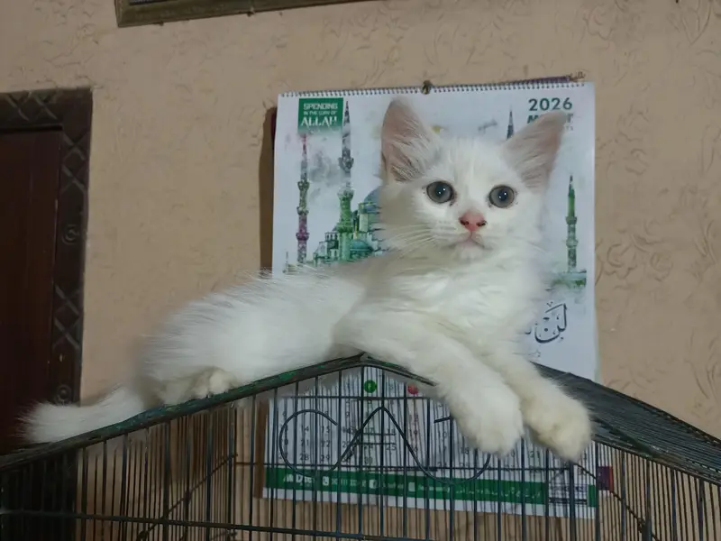 White persian cat (3 female) double coated colored eyes — photo 2