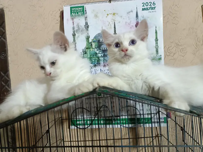 White persian cat (3 female) double coated colored eyes — photo 3