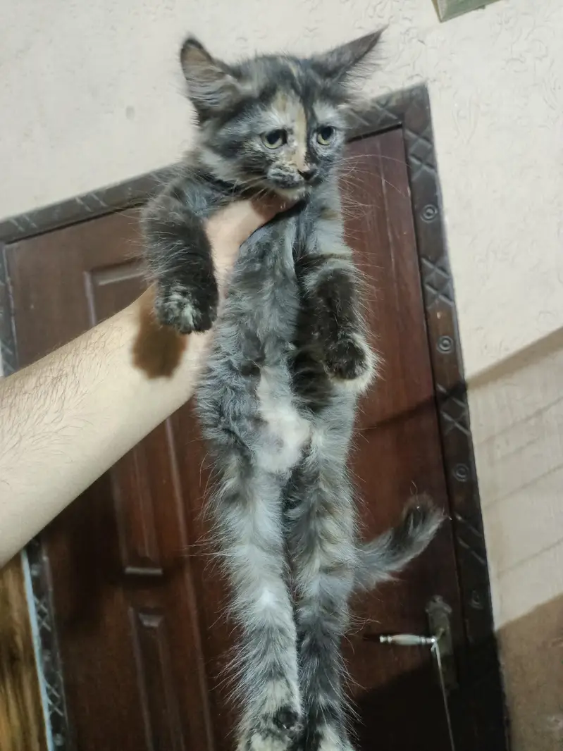 White persian cat (3 female) double coated colored eyes — photo 4