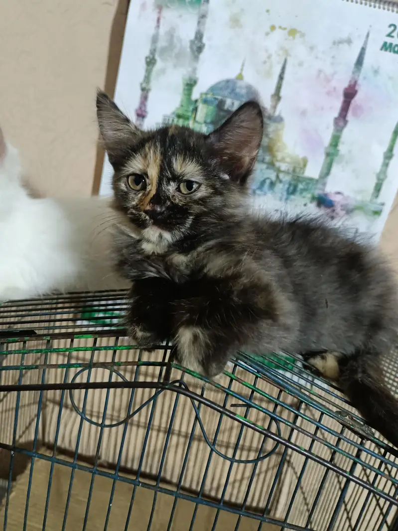 White persian cat (3 female) double coated colored eyes — photo 5