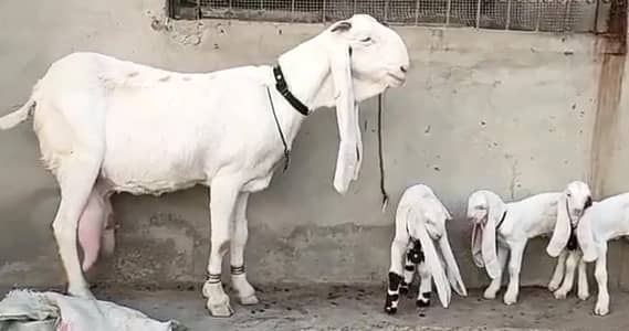 gulabi Bakri for Sale Mashallah