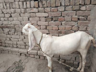 desi Bakra for sale