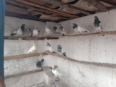 breeder pigeon