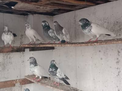 breeder pigeon
