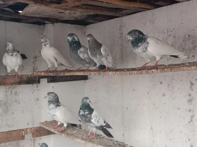 breeder pigeon — photo 2