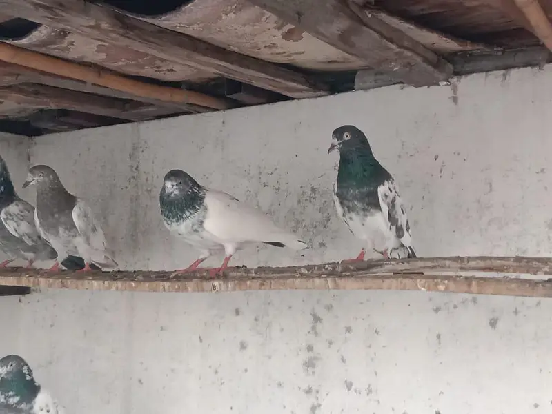 breeder pigeon — photo 3