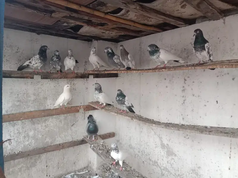 breeder pigeon — photo 4