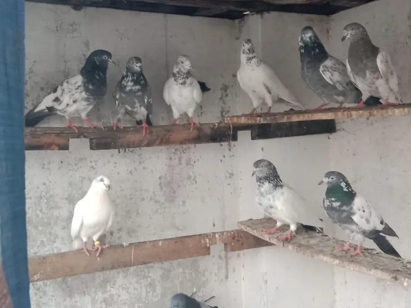 breeder pigeon — photo 5