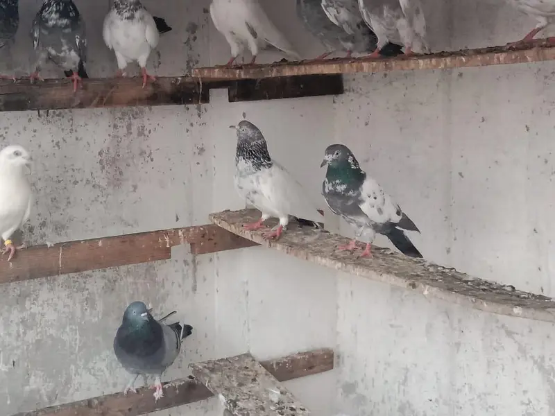 breeder pigeon — photo 6