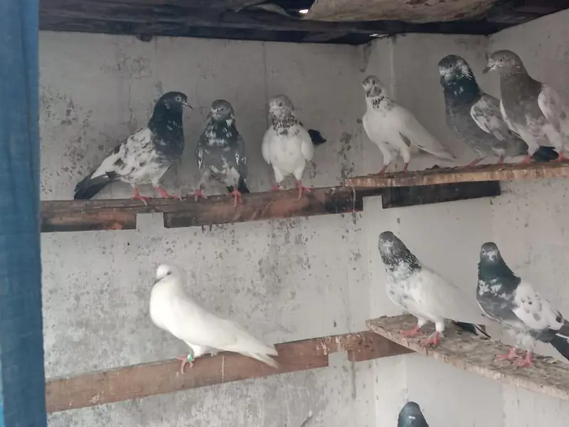 breeder pigeon — photo 7