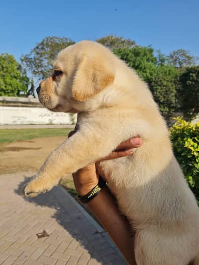 Labrador Puppies Pure