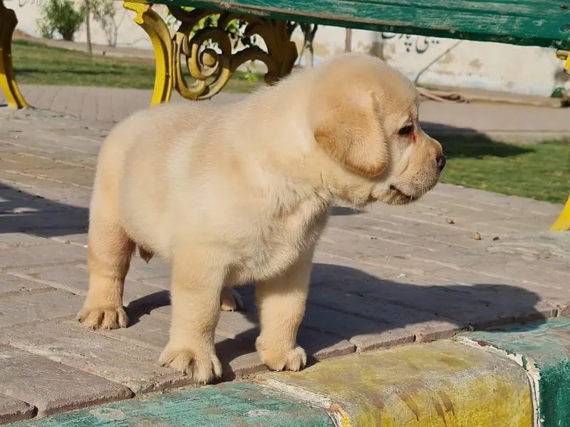Labrador Puppies Pure — photo 2