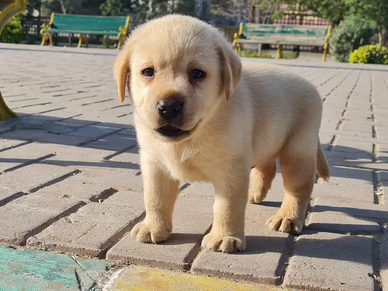 Labrador Puppies Pure — photo 3