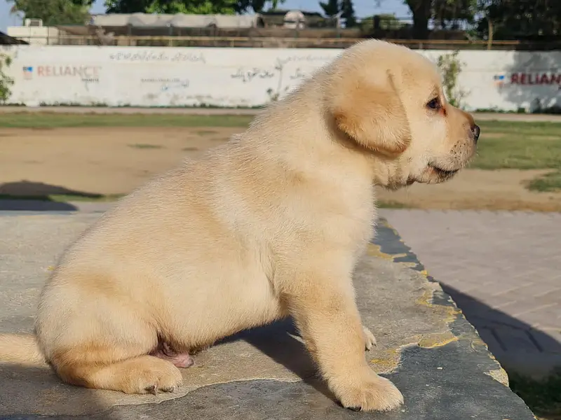 Labrador Puppies Pure — photo 4
