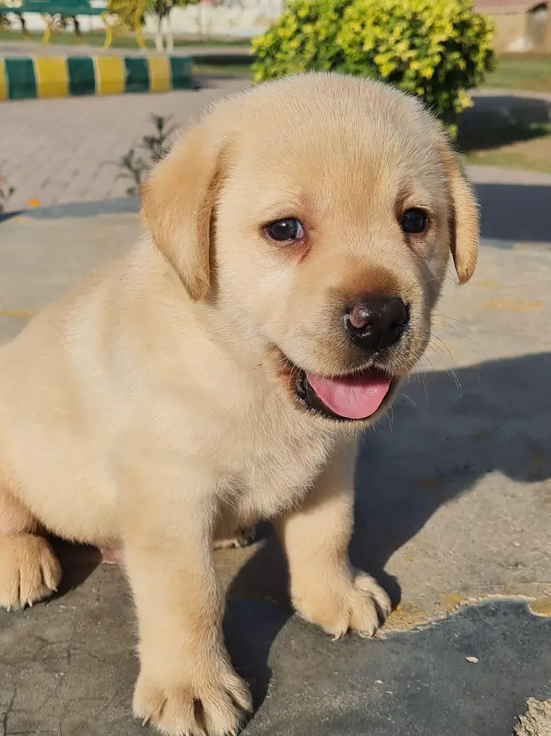 Labrador Puppies Pure — photo 5