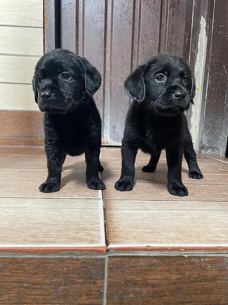 Labrador Puppies Pure — photo 7