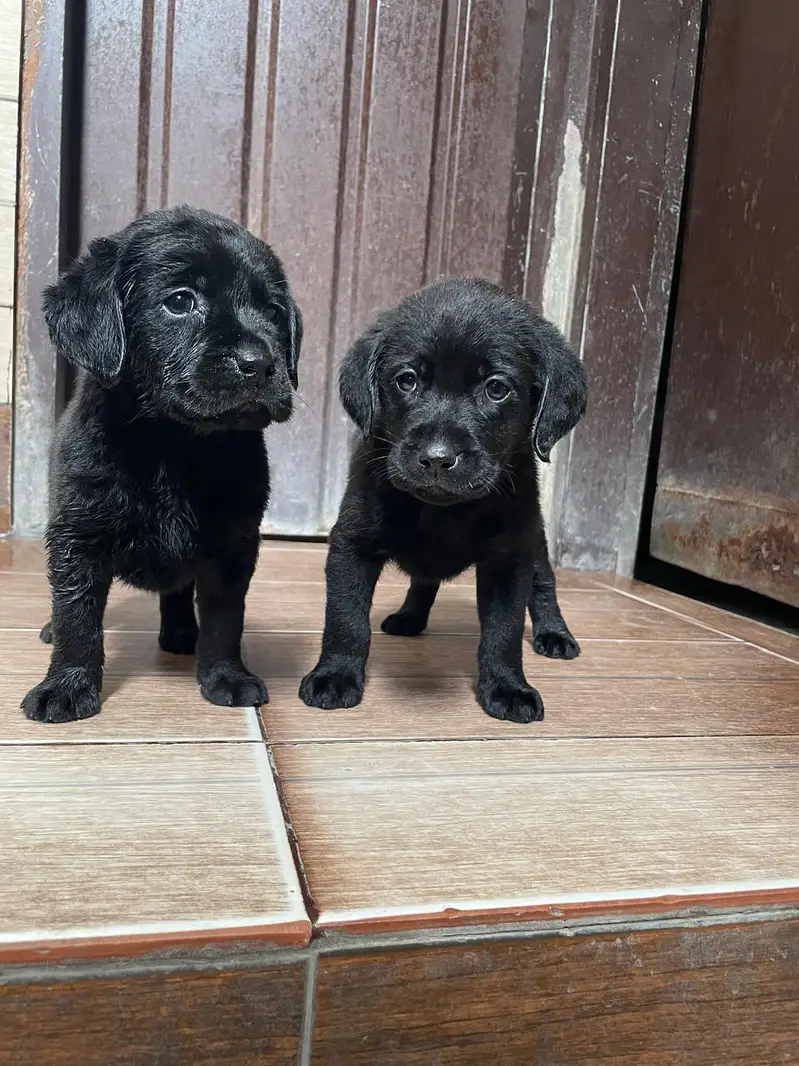 Labrador Puppies Pure — photo 8