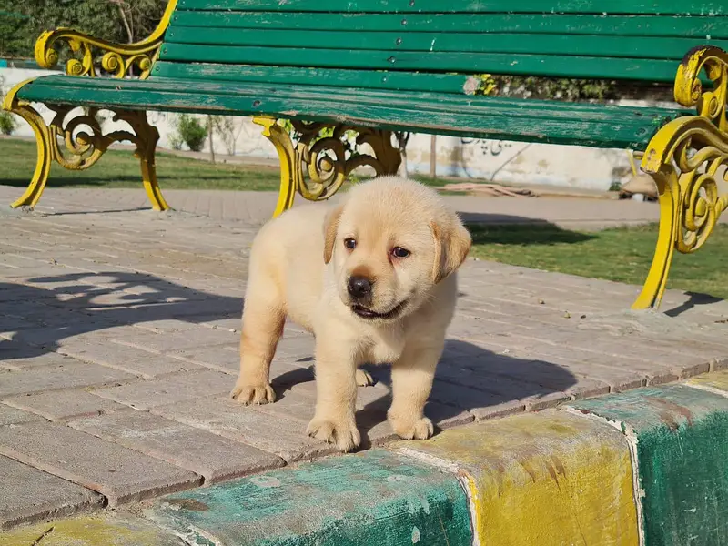 Labrador Puppies Pure — photo 9