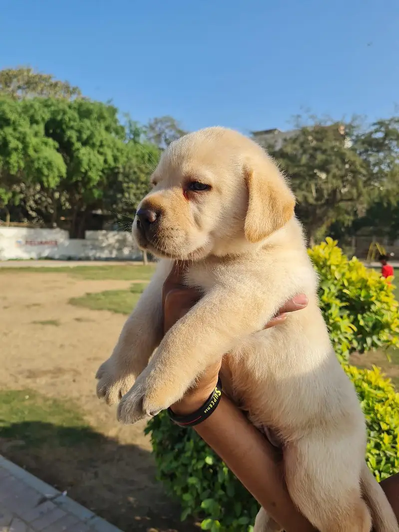 Labrador Puppies Pure — photo 10
