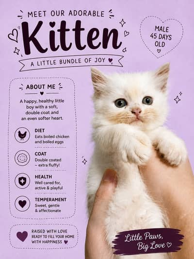 Persian kittens available