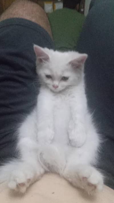 giving my Persian kitten for adoption