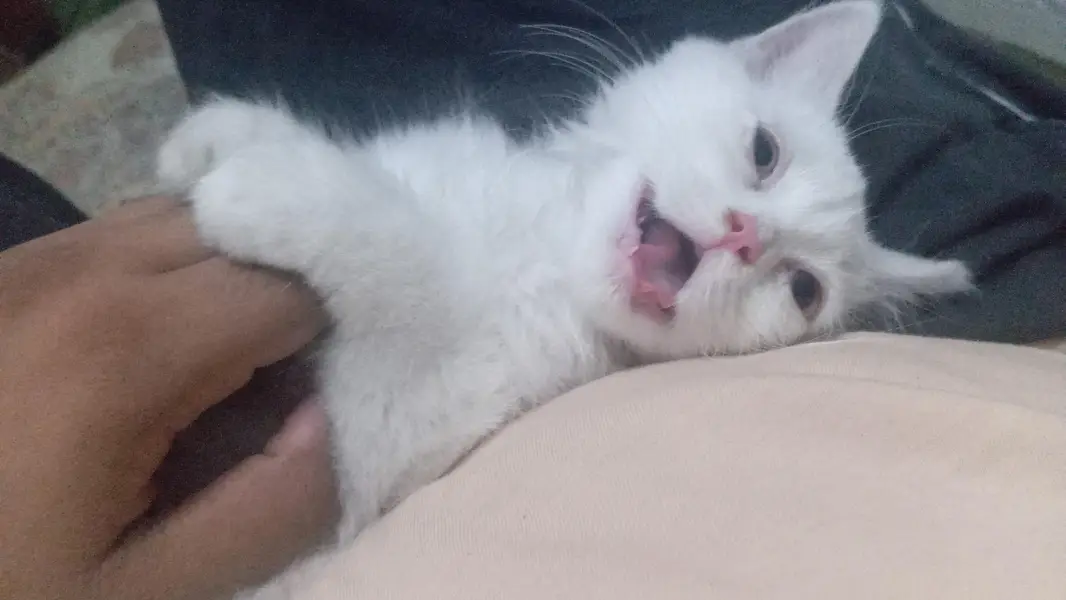 giving my Persian kitten for adoption — photo 2