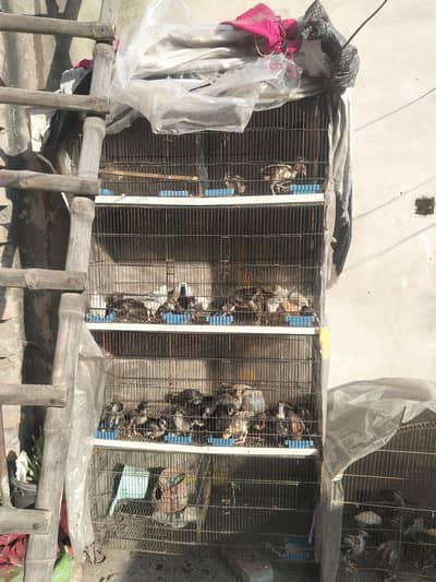 parrot master cages for sale 9000