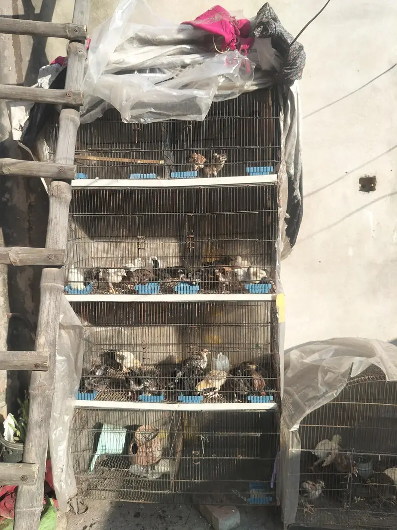 parrot master cages for sale 9000 — photo 2