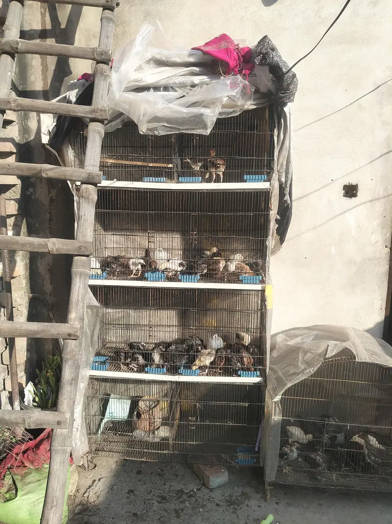 parrot master cages for sale 9000 — photo 3