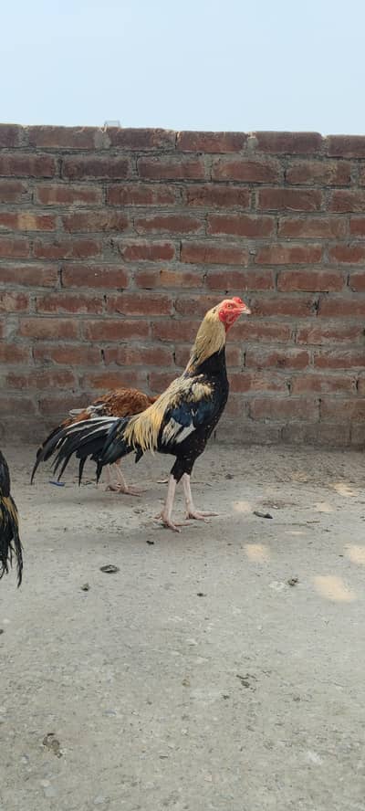 Pure Aseel Murgha for Sale - Top Quality
