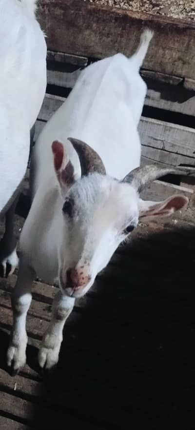 Tedda Bakra 8 Months