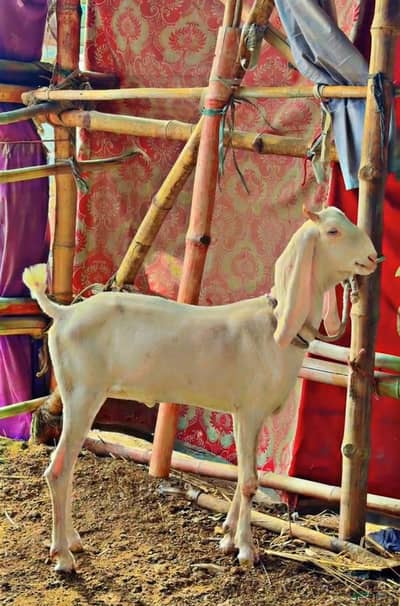 gulabi bakri fresh do dant