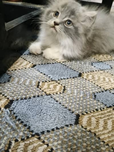 Persian kittens for Sale (Triple Cot)
