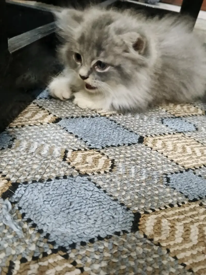 Persian kittens for Sale (Triple Cot) — photo 2