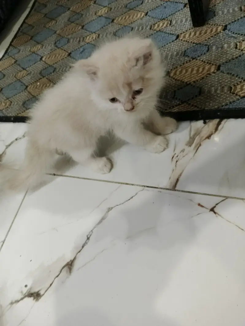 Persian kittens for Sale (Triple Cot) — photo 3