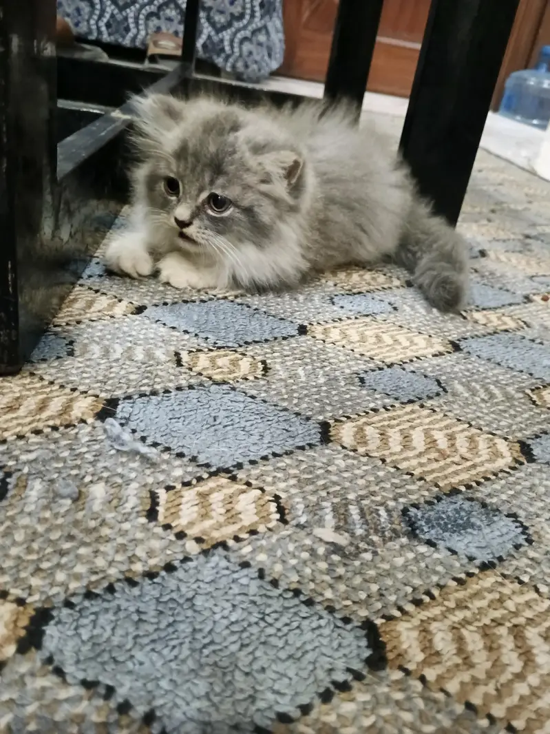 Persian kittens for Sale (Triple Cot) — photo 4