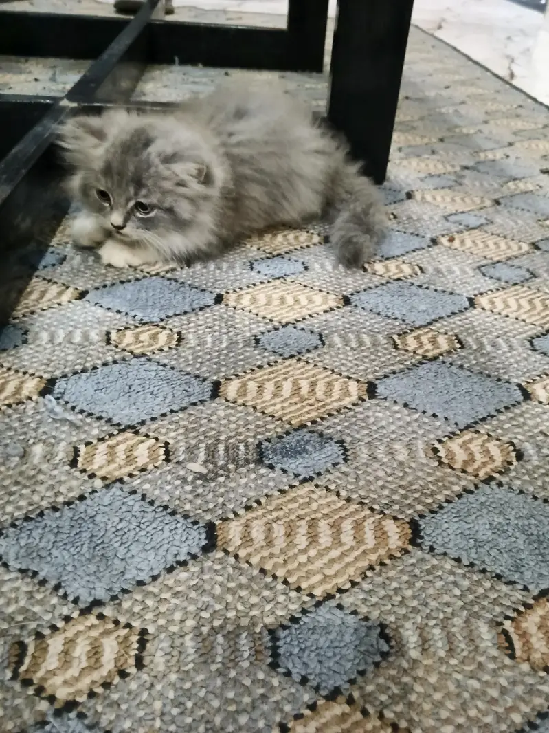 Persian kittens for Sale (Triple Cot) — photo 5