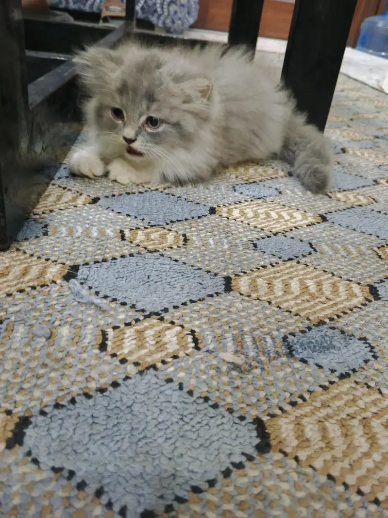 Persian kittens for Sale (Triple Cot) — photo 6