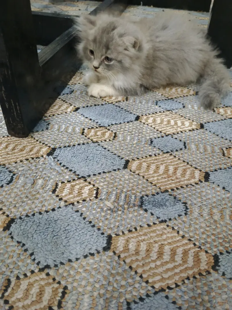 Persian kittens for Sale (Triple Cot) — photo 7