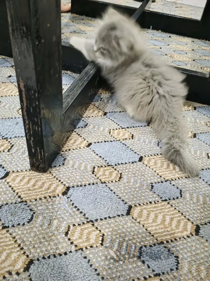 Persian kittens for Sale (Triple Cot) — photo 8