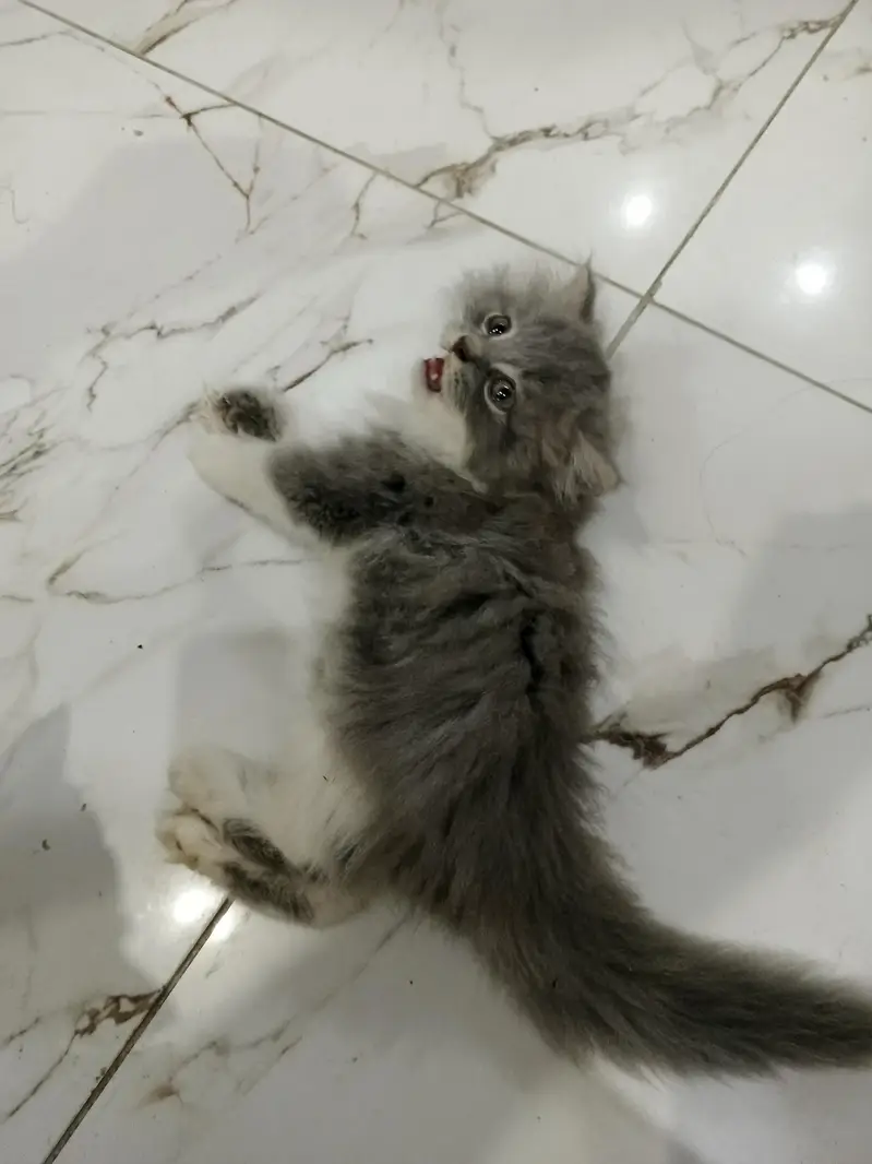 Persian kittens for Sale (Triple Cot) — photo 9