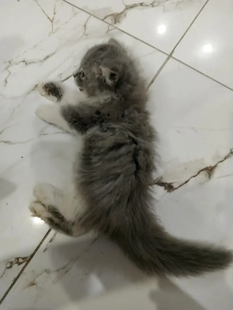 Persian kittens for Sale (Triple Cot) — photo 10
