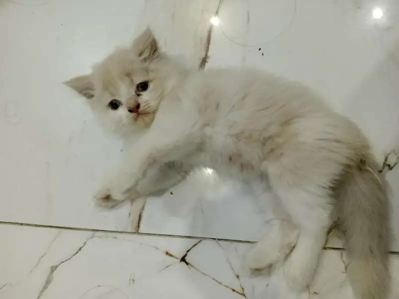 Persian kittens for Sale (Triple Cot) — photo 11
