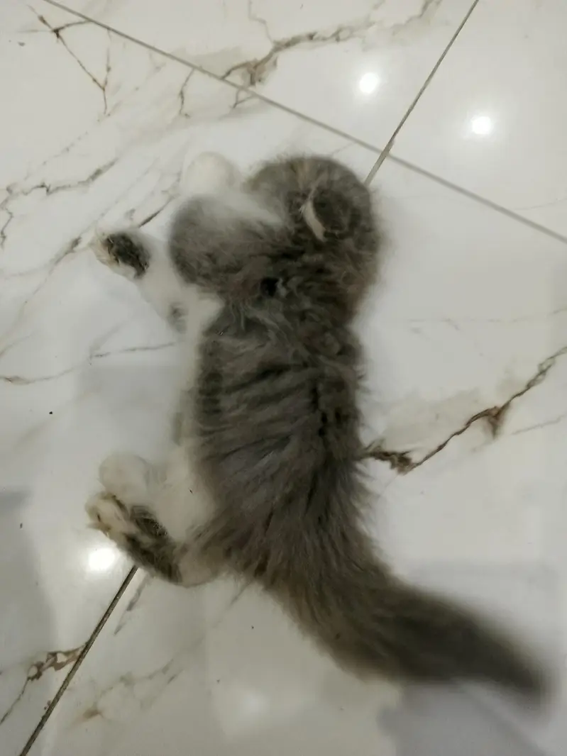 Persian kittens for Sale (Triple Cot) — photo 12